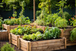 Beds in garden growing plants, herbs and vegetables