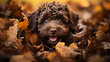 Photography dog lagotto romagnolo in a pile of leaves, fall