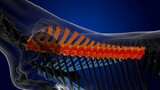 Fototapeta  - thoracic vertebrae horse skeleton anatomy for medical concept 3D Illustration