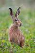Brown Hare (Lepus europaeus) in summer meadow