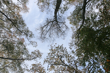 Sticker - Looking up Beech trees in Autumn