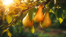 Branch Of Ripe Organic Cultivar Of Pears Close-up In The Summer Garden.Generative AI