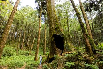 Canvas Print - Woman visit the Alishan forest boasts massive ancient trees in alishan national forest recreation area