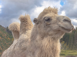 Bactrian camel