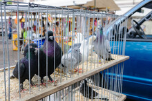 Pigeons In A Cage For Sale At A Stall At Noowemarkt Market