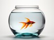 A goldfish in a bowl of water. Realistic clipart on white background