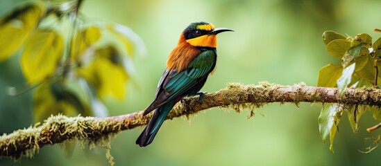 Canvas Print - African forest bird Merops gularis perched on a branch in Uganda s Kibale National Park Copy space image Place for adding text or design