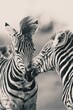 Vertical closeup of zebras playing together shot in grayscale