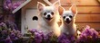 Chihuahua dogs sitting in front of wooden dog house smiling and looking at camera in a purple flower garden background Copy space image Place for adding text or design
