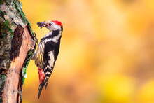 Cute Woodpecker On Tree. Colorful Nature Background. Bird: Middle Spotted Woodpecker. Dendrocopos Medius.