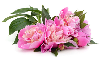 Sticker - Pink peonies with green leaves.