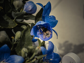 blue iris flower