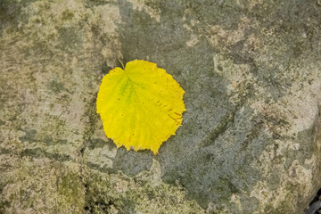 Close up image of yellow leaf on a stone