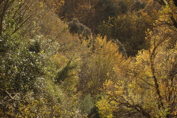 Wall Mural - Autumn colors in the park