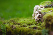 Postia on a stump in the abandoned garden. Text space. Close up. Outdoor shot