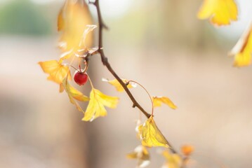 Closeup of a twig with a red berry and yellow foliage.