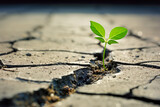 Fototapeta  - Green sprout growing from crack on cement floor with city background.