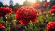Beautiful red carnation flowers in the garden, nature background. Springtime concept with a space for a text. Valentine day concept with a copy space.