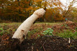 © Henk - Low and wide angle closeup on a Common stinkhorn, Phallus impudicus with several flies on the mushroom