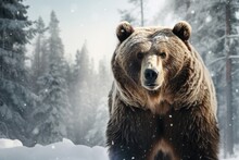 Grizzly Bear Stand In Wild In Winter Forest With Snow.