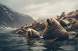 a walrus colony on ice far north  in the arctic sea