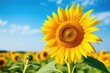 © rabbit75_fot - Close-up view of sunflower in filed in summer.