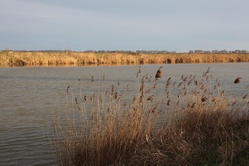 Poster - Landscape shot of a lake through the reeds under the beautiful cloudy sky