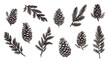 Isolated fir branches and cones. Pine cone, tree branch sketch design. Decorative nature elements, christmas holidays vector graphic symbols