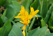 Yellow Canna Flower In The Garden