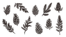 Isolated Fir Branches And Cones. Pine Cone, Tree Branch Sketch Design. Decorative Nature Elements, Christmas Holidays Vector Graphic Symbols