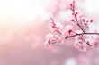 Close-up view of pink cherry blossom flower petal in Spring. Spring seasonal concept.
