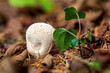 Grzyby mushrooms