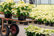 White poinsettias plants blooming in greenhouse 