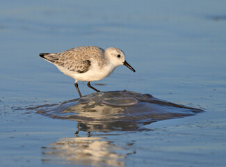 Sticker - Sanderling (Calidris alba) feeding on a dead jellyfish at the ocean coast, Galveston, Texas.