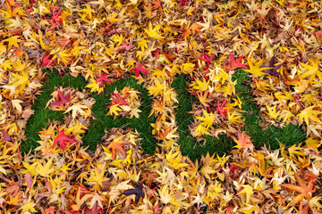 Wall Mural - Fall text written in Colorful Maple leaves in Autumn