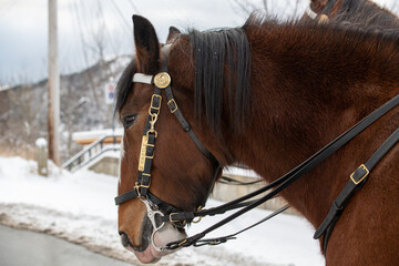 Wall Mural - A closeup of a chestnut brown color adult horse with a long black mane, and beautiful dark eyes. The animal is wearing a bridle and harness as it trots down a road.  There's white snow on the ground. 