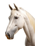 Fototapeta Na sufit - Horse Studio Shot Isolated on Clear White Background, Generative AI