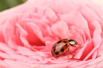 Wall Mural - Ladybug on beautiful pink flower, macro view. Space for text