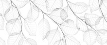 Abstract Black And White Background With Transparent Leaves In Watercolor Style.