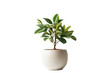 © twilight mist - Tree pot on white background and copyspace. Houseplant for decorations