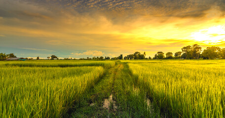 The rice fields are full, waiting to be harveste at countryside with sunset. Farm, Agriculture concept.