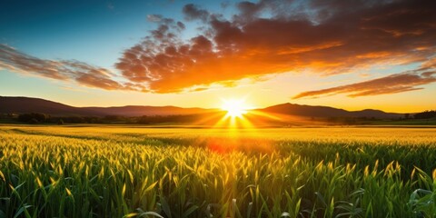 a sunset over a field of grass