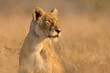 An alert lioness (Panthera leo) in natural habitat, Kruger National Park, South Africa.