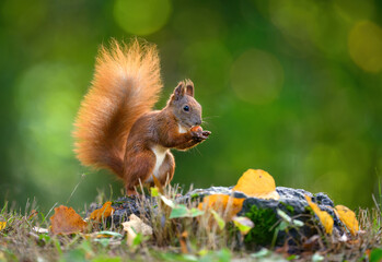 Canvas Print - Red squirrel ( Sciurus vulgaris ) close up