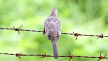 Sitting On A Thorny And Rusty Barbed Wire, A Zebra Dove Geopelia Striata Is Looking Around As Other Birds Are Flying By In Bangkok, Thailand.