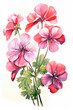 In this watercolor portrayal, Geraniums unfold like a botanical poem, their petals delicately painted against the purity of a white background.