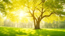 Out Of Focus Oak Tree In Forest Or Park With Fallen Leaves And Sunlight. Beautiful Spring Summer Nature Background