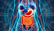 An Illustrative Exploration of Digestive Anatomy, A Visual Guide to the Anatomy of the Human Digestive System, Generative AI