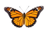 Fototapeta Miasto - A beautiful butterfly flying isolated on transparent background.