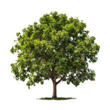 Walnut Tree Isolated On White Transparent Background, PNG